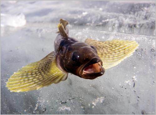 Интересные факты о животных Евразии. Животный и растительный мир Евразии: описание обитателей, фото природы Евразии.