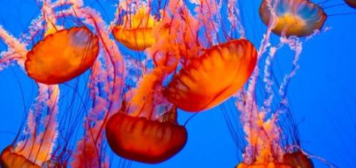 Медузы интересные. Интересные факты о медузах