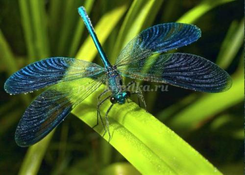 Стрекоза интересные факты для детей. Интересные факты про стрекоз 30