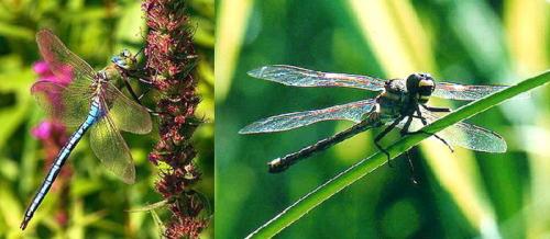 Интересные факты о стрекозах. Интересные факты про стрекоз 32