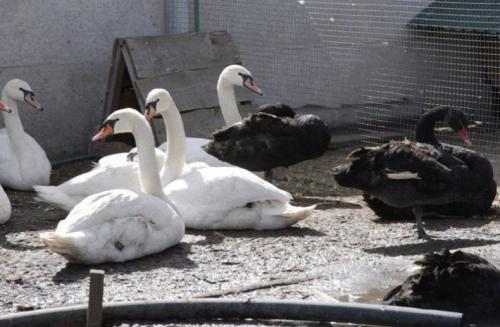 Лебедь сколько лет живет. Сколько живут лебеди
