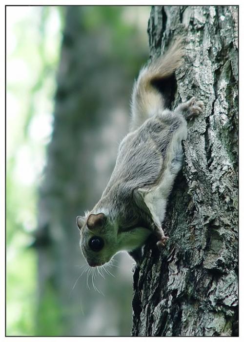 Интересные факты о животных Удмуртии. Животные Красной книги Удмуртии — млекопитающие