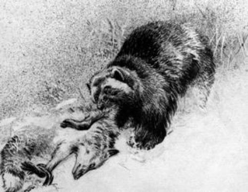 Интересные факты о росомахе. Природные враги росомахи 04