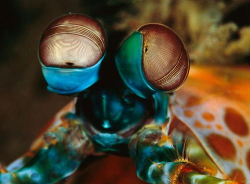 Подводные жители океана. 