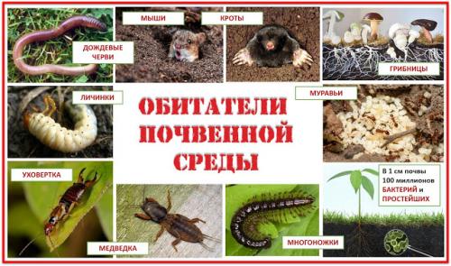 Интересные факты о почве для детей. ПОЧВА