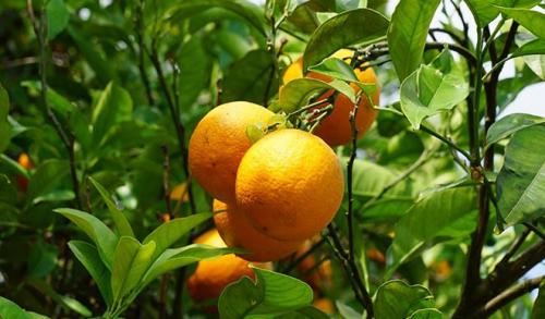 Mandarin страна. Страна родина мандаринов