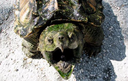 Грифовая черепаха интересные факты. Внешний вид грифовой черепахи