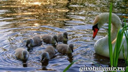 Лебедь шипун. Описание и особенности лебедя-шипуна