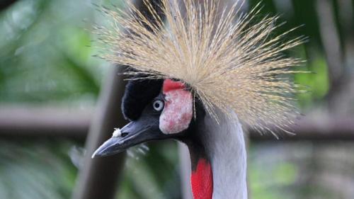 Венценосный журавль интересные факты. Восточный венценосный журавль