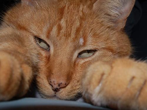 Кошки свойства. Видео о лечащих кошках 07