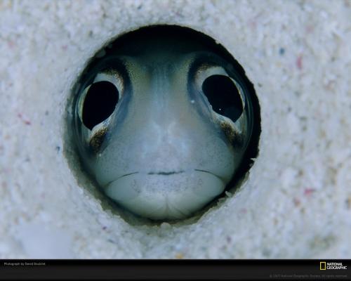 Подводные жители океана. 