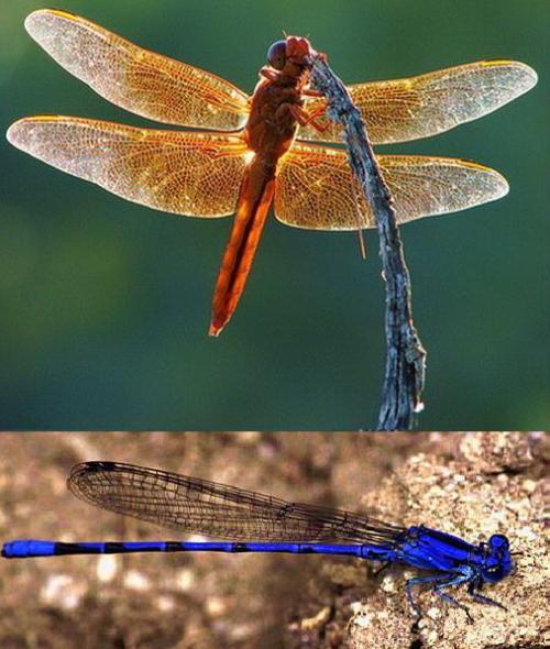 Интересные факты о стрекозах. Интересные факты про стрекоз 27