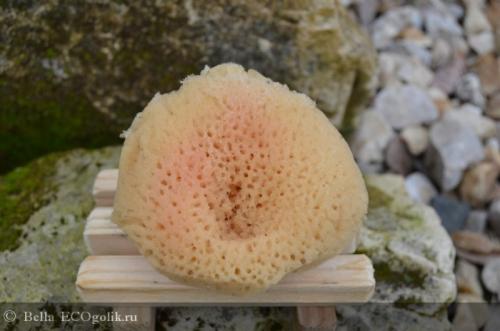 Губки морские интересные факты. 13 интересных фактов о морских губках 06