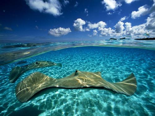 Подводные жители океана. 