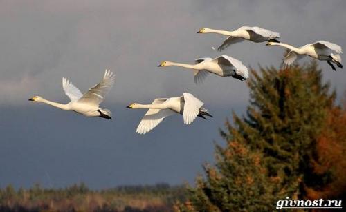 Самка лебедя. Среда обитания и образ жизни