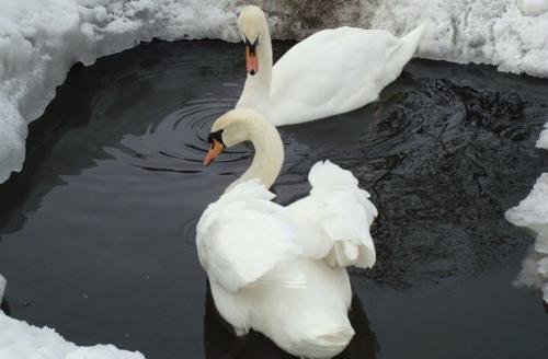 Сколько лет живут лебеди. Сколько живут лебеди