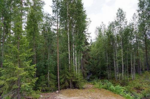 Интересные факты о буром медведе. Бурый медведь — интересные факты 07 Интересные факты о буром медведе. Бурый медведь — интересные факты 07