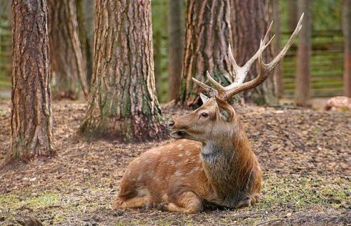 Беларусь интересные факты о стране. Общие интересные факты о Беларуси 02