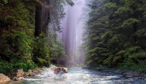 Интересные факты о буром медведе. Бурый медведь — интересные факты