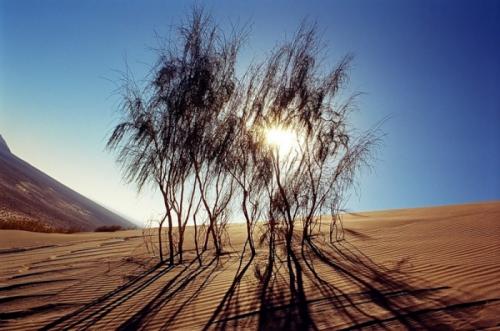 Интересные факты о животных Евразии. Животный и растительный мир Евразии: описание обитателей, фото природы Евразии.