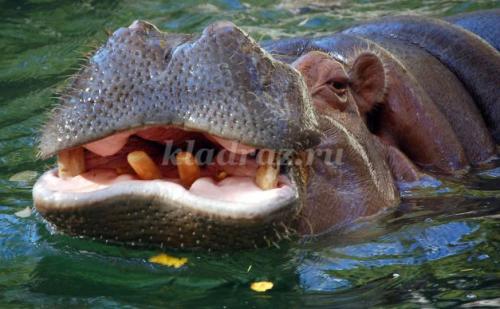 Слон интересные факты. Интересные факты о слонах. 17