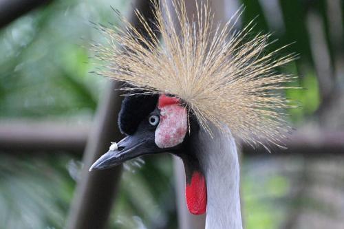 Венценосный журавль интересные факты. Восточный венценосный журавль