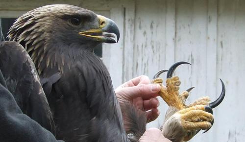 Жизнь орлов. Хищная птица орел: описание жизни орлов, зрение, охота, гнезда и орлята. Виды орлов с фото и видео. 18 Жизнь орлов. Хищная птица орел: описание жизни орлов, зрение, охота, гнезда и орлята. Виды орлов с фото и видео. 18