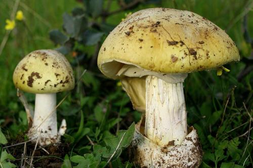 Интересное про грибы для детей. Интересные факты о ядовитых грибах