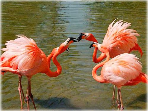 Факты о фламинго. Фламинго: интересные факты 02 Факты о фламинго. Фламинго: интересные факты 02