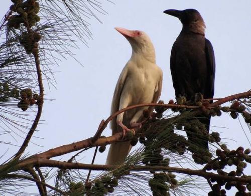 Что ворона делает. Социальная структура и размножение 10