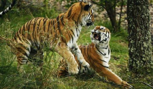 Слон интересные факты. Интересные факты о слонах. 21