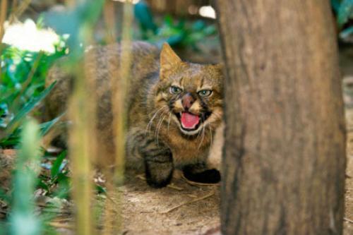 Что в Чили интересного. Хамберстоун 05