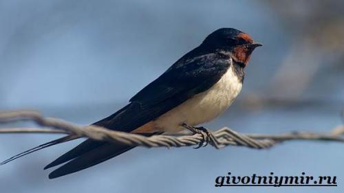 Что едят ласточки. Разновидности ласточек