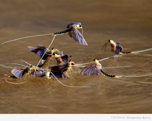 Интересные факты о подёнках. Бабочки-однодневки: некоторые факты