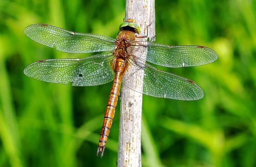 Польза стрекоз. Стрекозы могут приносить пользу