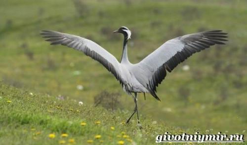 Журавль. Особенности, виды и среда обитания журавля