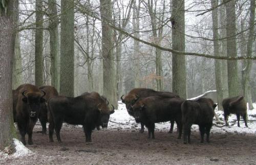 Беларусь интересные факты о стране. Общие интересные факты о Беларуси 04