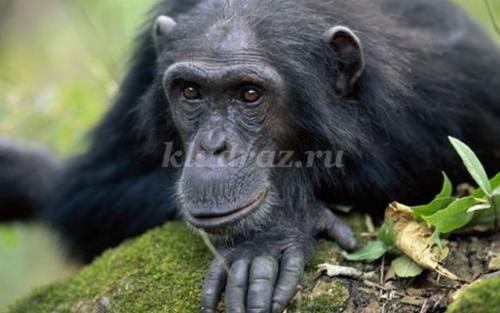 Слон интересные факты. Интересные факты о слонах. 18