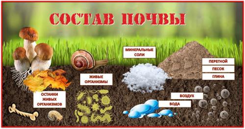 Интересные факты о почве для детей. ПОЧВА