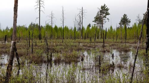 Факты о природе Беларуси. Самые красивые места белорусской природы, которые должен увидеть каждый