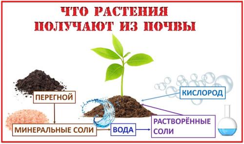 Интересные факты о почве для детей. ПОЧВА