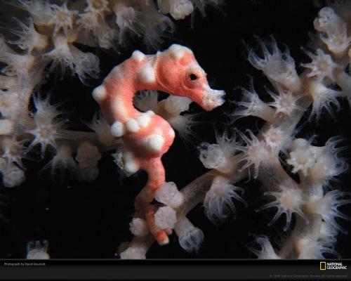 Подводные жители океана. 