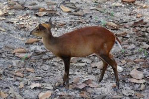 Венценосный журавль интересные факты. Восточный венценосный журавль