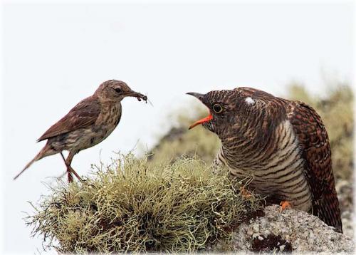 Интересные факты о кукушках. Особенности и среда обитания кукушки 02