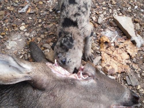 Интересные факты о волках. Малоизвестные факты о волках