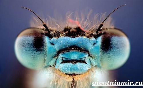 Стрекозы. Особенности и среда обитания стрекозы