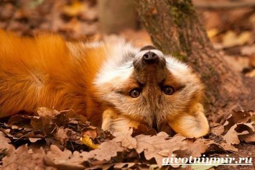 Лиса описание. Характер и образ жизни лисы