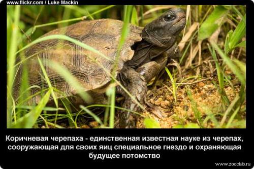 Интересные факты о черепахах. 10 интересных фактов о черепахах. 15