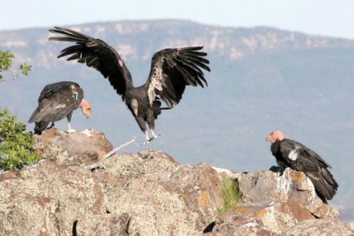 Жизнь орлов. Хищная птица орел: описание жизни орлов, зрение, охота, гнезда и орлята. Виды орлов с фото и видео.