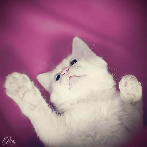 Кошки свойства. Видео о лечащих кошках 10